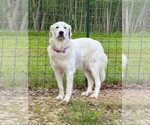 Small #11 Great Pyrenees Mix