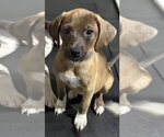 Small #2 Catahoula Leopard Dog-Labrador Retriever Mix