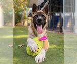 Small Photo #3 German Shepherd Dog-Unknown Mix Puppy For Sale in Chula Vista, CA, USA
