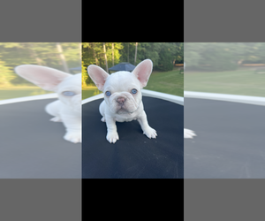 French Bulldog Puppy for sale in INMAN, SC, USA