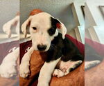 Small #5 Border Collie Mix
