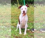 Small #6 American Pit Bull Terrier Mix