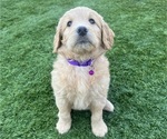 Small Photo #17 Goldendoodle Puppy For Sale in PHOENIX, AZ, USA