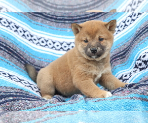 Shiba Inu Puppy for sale in SHILOH, OH, USA