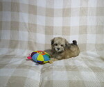 Small Morkie