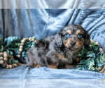 Puppy Dozer Dachshund-Siberian Husky Mix