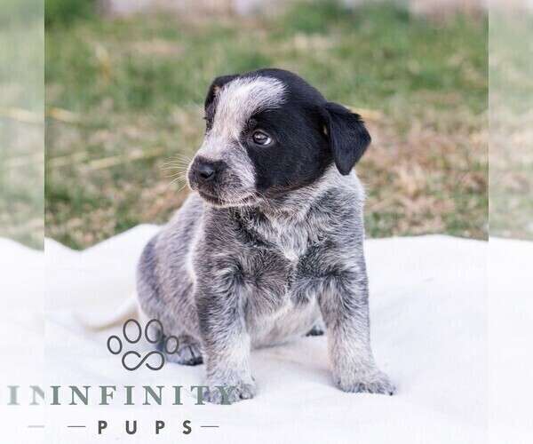 Medium Photo #2 Australian Cattle Dog Puppy For Sale in CHAMBERSBURG, PA, USA