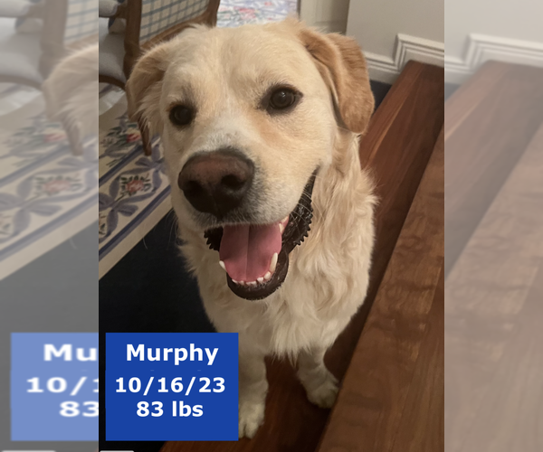 Medium Photo #1 Golden Pyrenees Puppy For Sale in West Hollywood, CA, USA