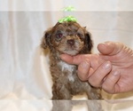 Small #5 Poodle (Toy)