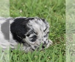 Small #4 Aussiedoodle Miniature 