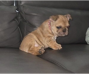 French Bulldog Puppy for sale in INDIANAPOLIS, IN, USA