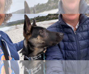 Cooper OAS - Male German Shepherd Dog Dog for Adoption - Photo #3
