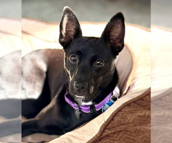 Medium Photo #20 Mutt Puppy For Sale in Boonton, NJ, USA