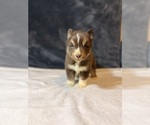 Small Photo #4 Siberian Husky Puppy For Sale in HEMET, CA, USA