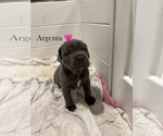 Small #8 Cane Corso