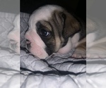 Small Photo #1 English Bulldog Puppy For Sale in FORT WORTH, TX, USA