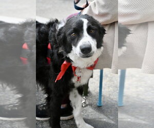 Border Collie-Unknown Mix Dogs for adoption in Wakefield, RI, USA