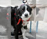 Small Border Collie Mix