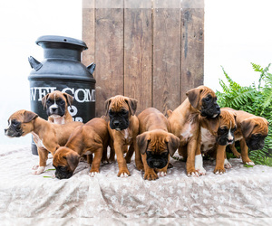 Boxer Puppy for sale in WAKARUSA, IN, USA