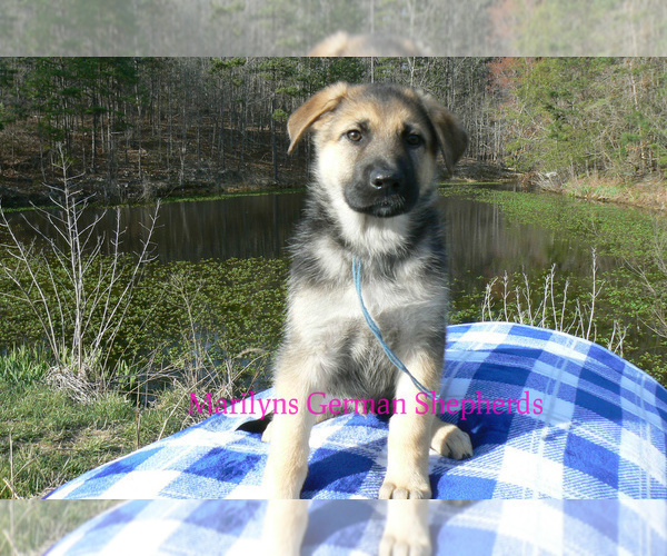 Medium Photo #2 German Shepherd Dog Puppy For Sale in PIEDMONT, MO, USA