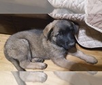 Small Photo #17 Malinois Puppy For Sale in ORCHARDS, WA, USA