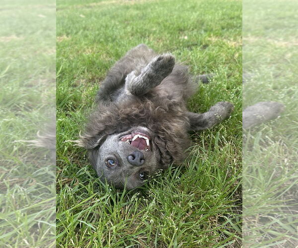 Medium Photo #2 Chihuahua-Unknown Mix Puppy For Sale in Eastman, GA, USA