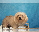 Small Maltese Mix