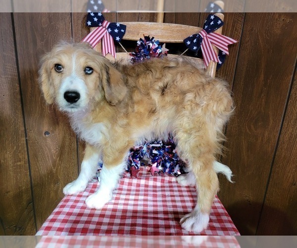 Medium Photo #32 Bernedoodle (Miniature) Puppy For Sale in BLACK FOREST, CO, USA