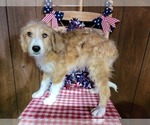 Small Photo #32 Bernedoodle (Miniature) Puppy For Sale in BLACK FOREST, CO, USA