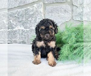 Poodle (Miniature) Puppy for sale in GORDONVILLE, PA, USA