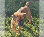 Puppy Red Cane Corso