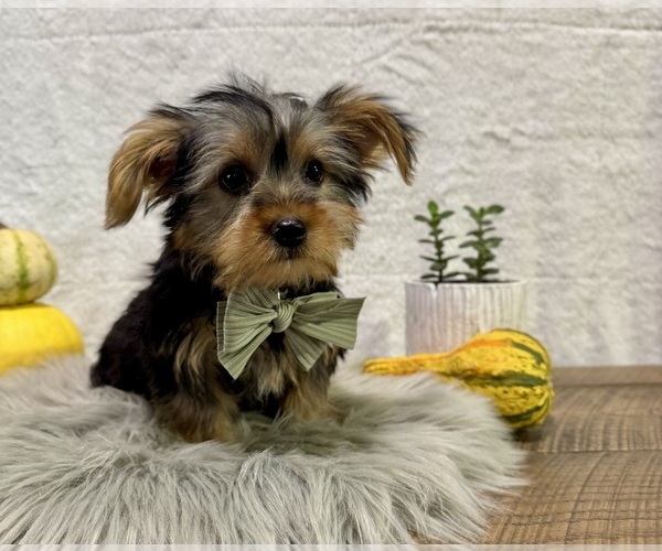 Medium Photo #1 Yorkshire Terrier Puppy For Sale in NAPPANEE, IN, USA