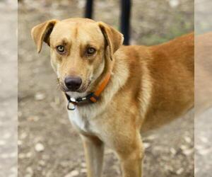Labrador Retriever-Unknown Mix Dogs for adoption in San Antonio, TX, USA