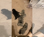 Small Photo #170 French Bulldog Puppy For Sale in CERES, CA, USA