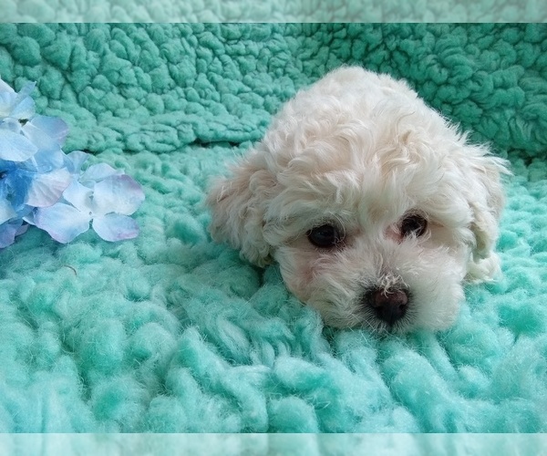 Medium Photo #3 Zuchon Puppy For Sale in LAUREL, MS, USA