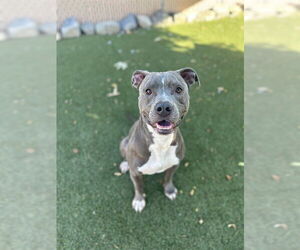 Mutt Dogs for adoption in Chula Vista, CA, USA