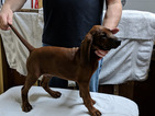Small #2 Redbone Coonhound