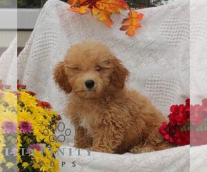 Bichpoo Puppy for Sale in RISING SUN, Maryland USA