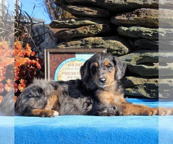 Medium Photo #1 Aussiedoodle Puppy For Sale in HOLTWOOD, PA, USA