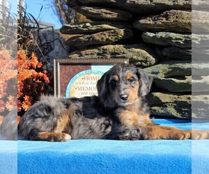 Aussiedoodle Puppy for sale in HOLTWOOD, PA, USA