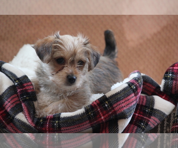 Medium Photo #9 Morkie Puppy For Sale in LUDLOW, MO, USA