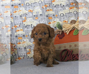 Cavapoo Puppy for sale in CHANUTE, KS, USA