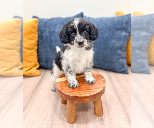 Medium Photo #2 Beaglier Puppy For Sale in MILLERSBURG, OH, USA