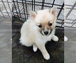 Small Photo #3 Pomsky Puppy For Sale in LOVELAND, CO, USA