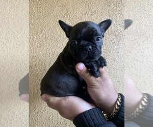 French Bulldog Puppy for sale in MORENO VALLEY, CA, USA