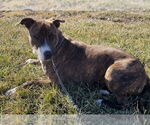Small #10 Shollie