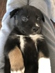 Small Photo #3 German Shepherd Dog-Siberian Husky Mix Puppy For Sale in YUCCA VALLEY, CA, USA