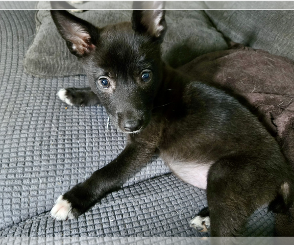 Medium Photo #3 Chihuahua-Unknown Mix Puppy For Sale in Plainfield, IL, USA