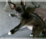 Small #2 Chihuahua Mix