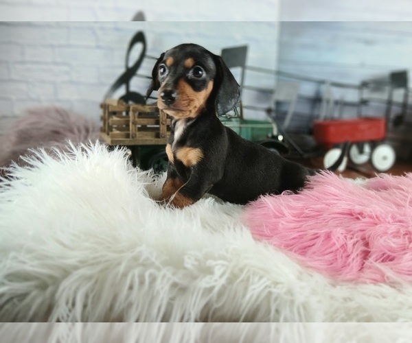 Medium Photo #3 Dachshund Puppy For Sale in CARTHAGE, TX, USA